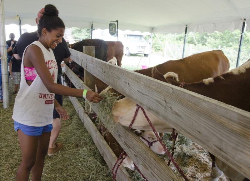 Wareham's Marquise Tavares-Silva fed cows hay, getting licked in the process. "Ew. I'm gonna need some hand sanitizer," she said. BY GEORGIA SPARLING